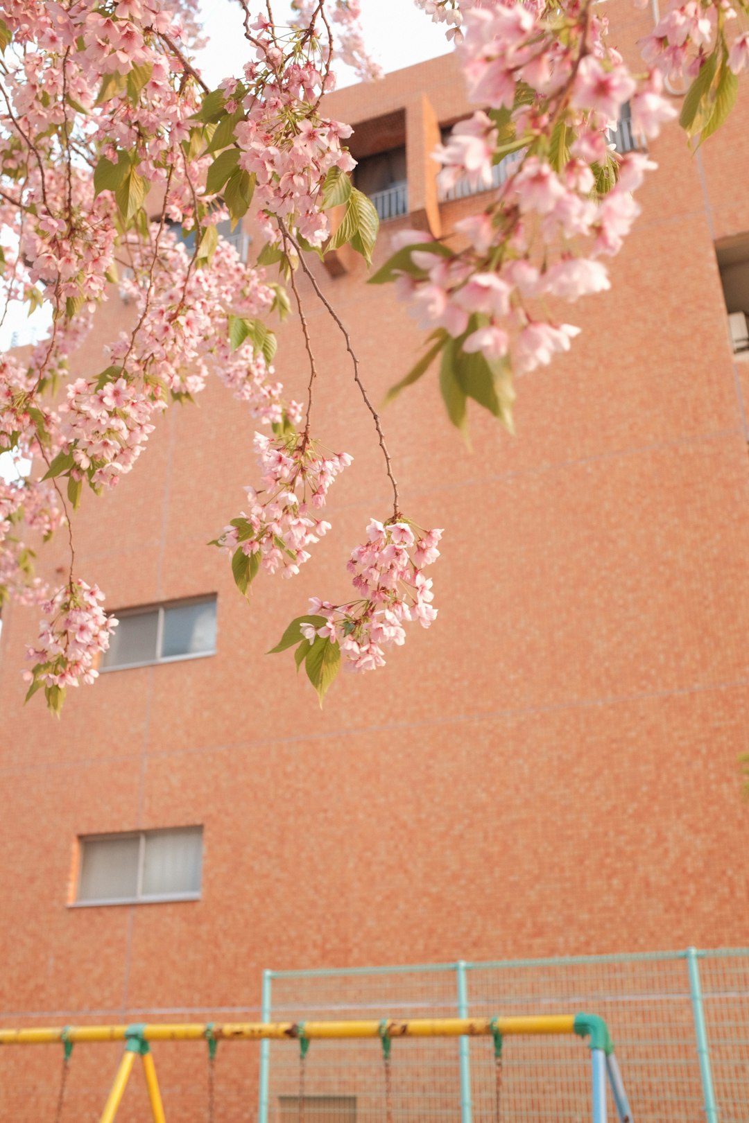 brown and green tree beside brown concrete building