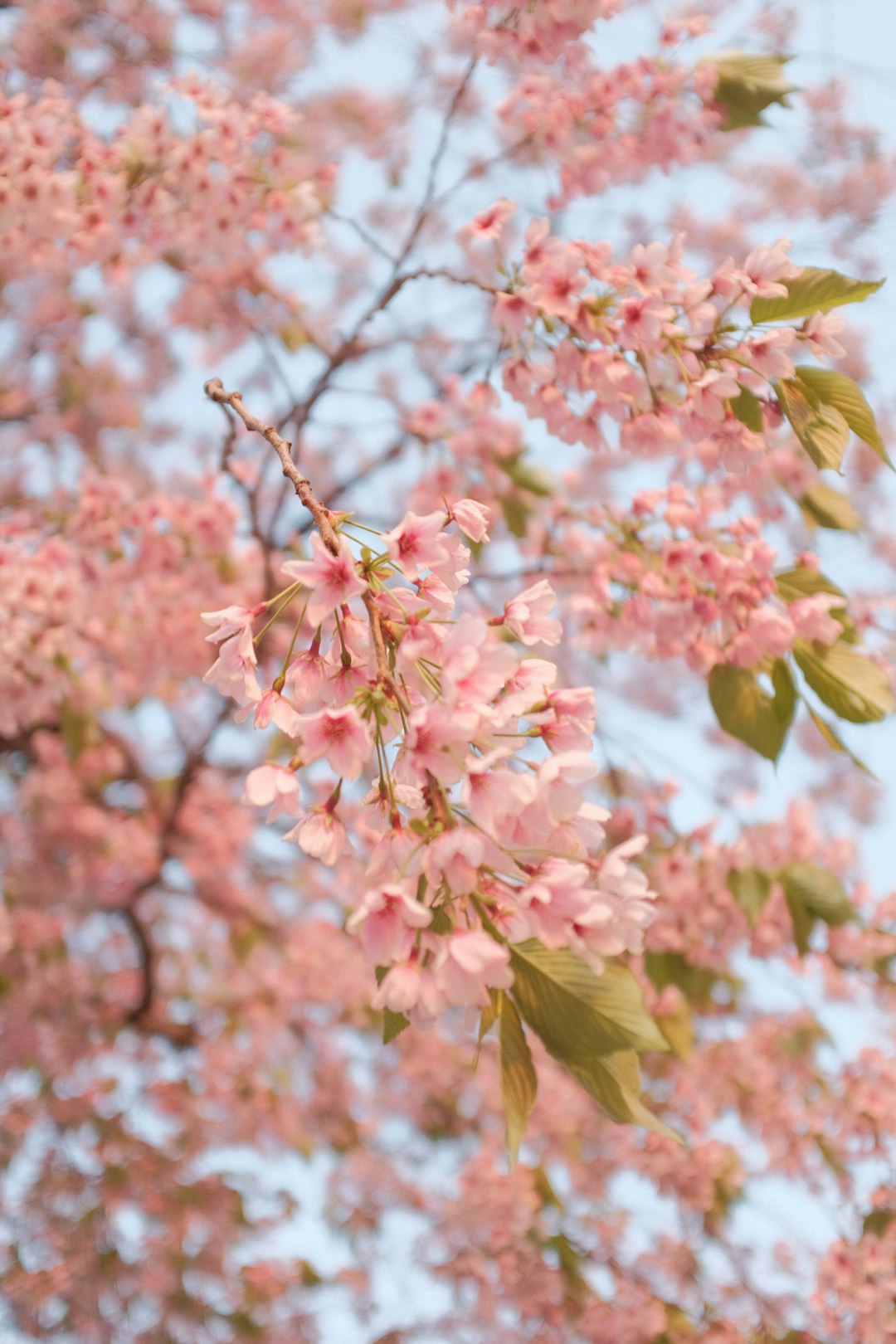 pink and green leaves during daytime