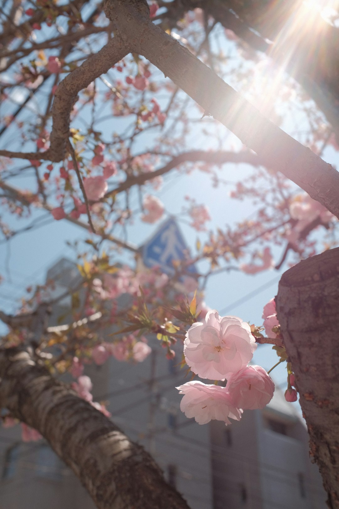 pink flower on brown tree trunk during daytime