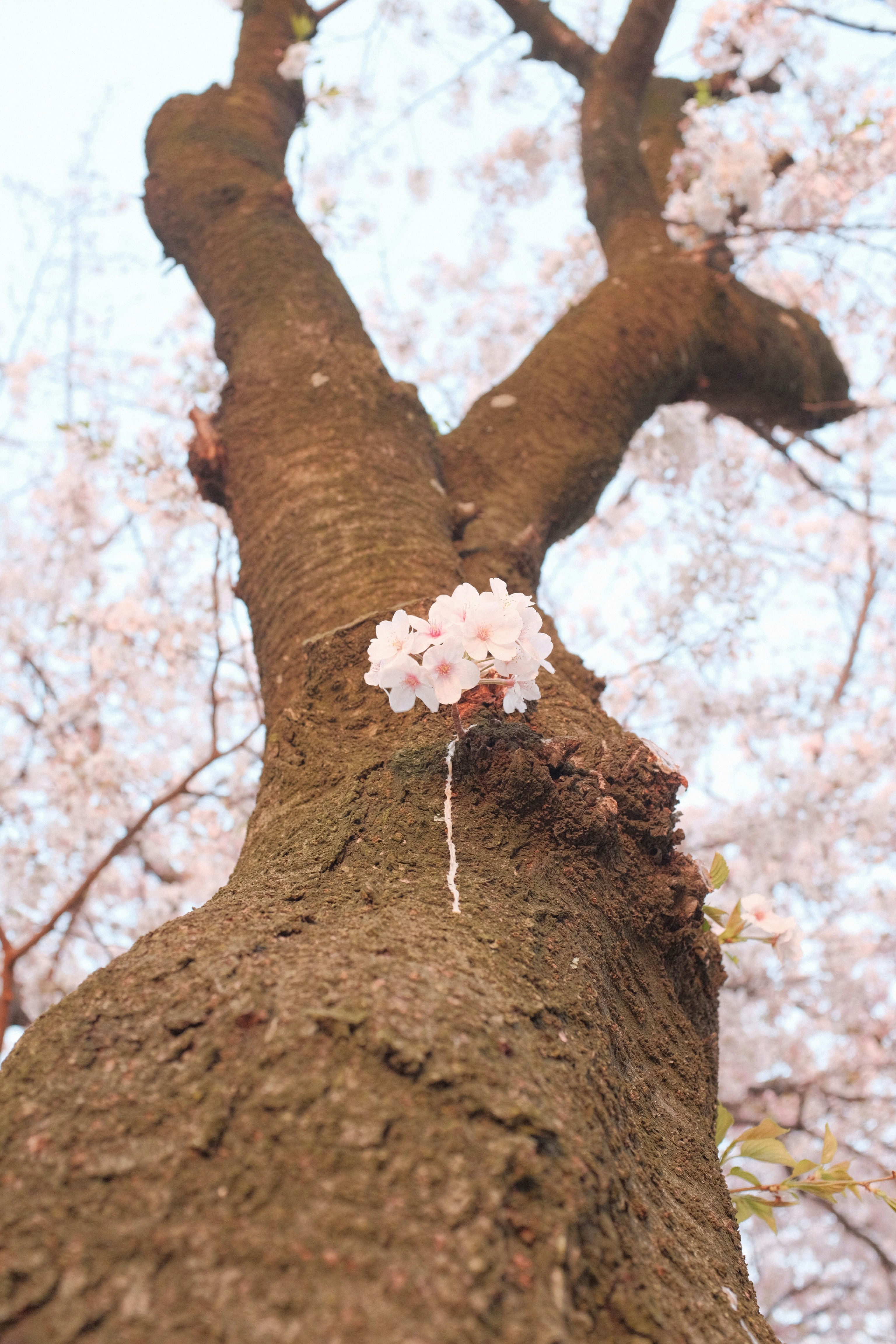 white cherry blossom on brown tree
