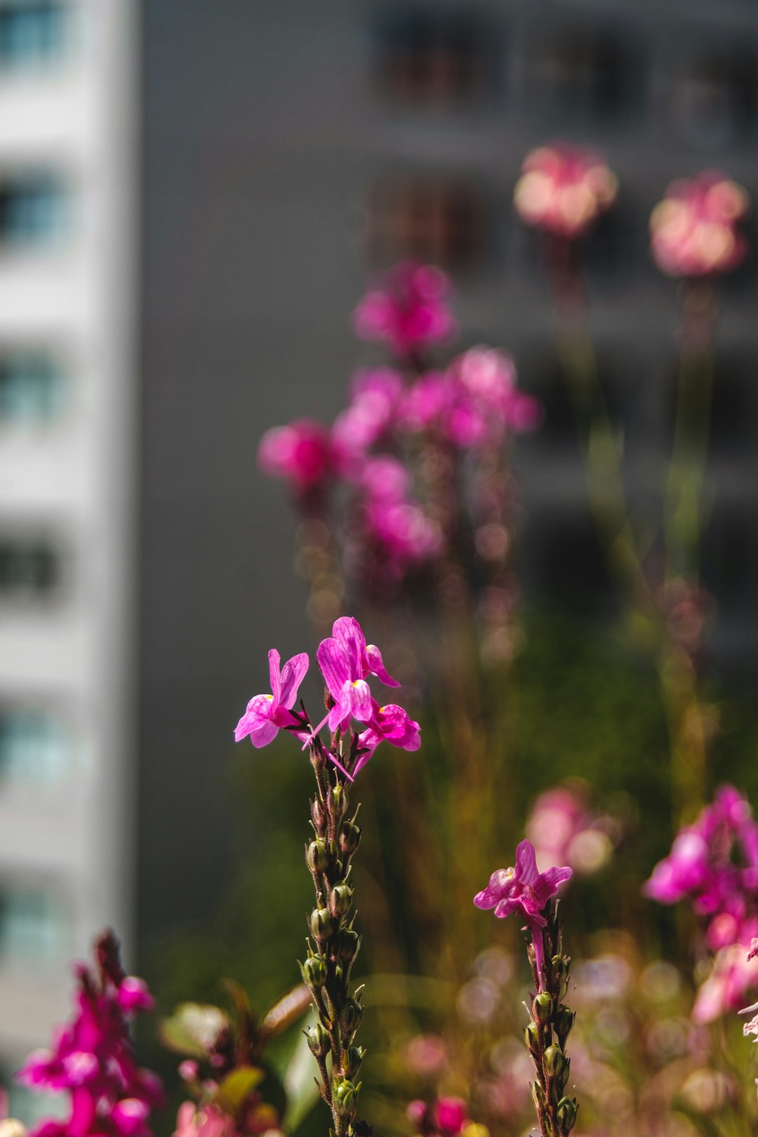 pink flowers in tilt shift lens