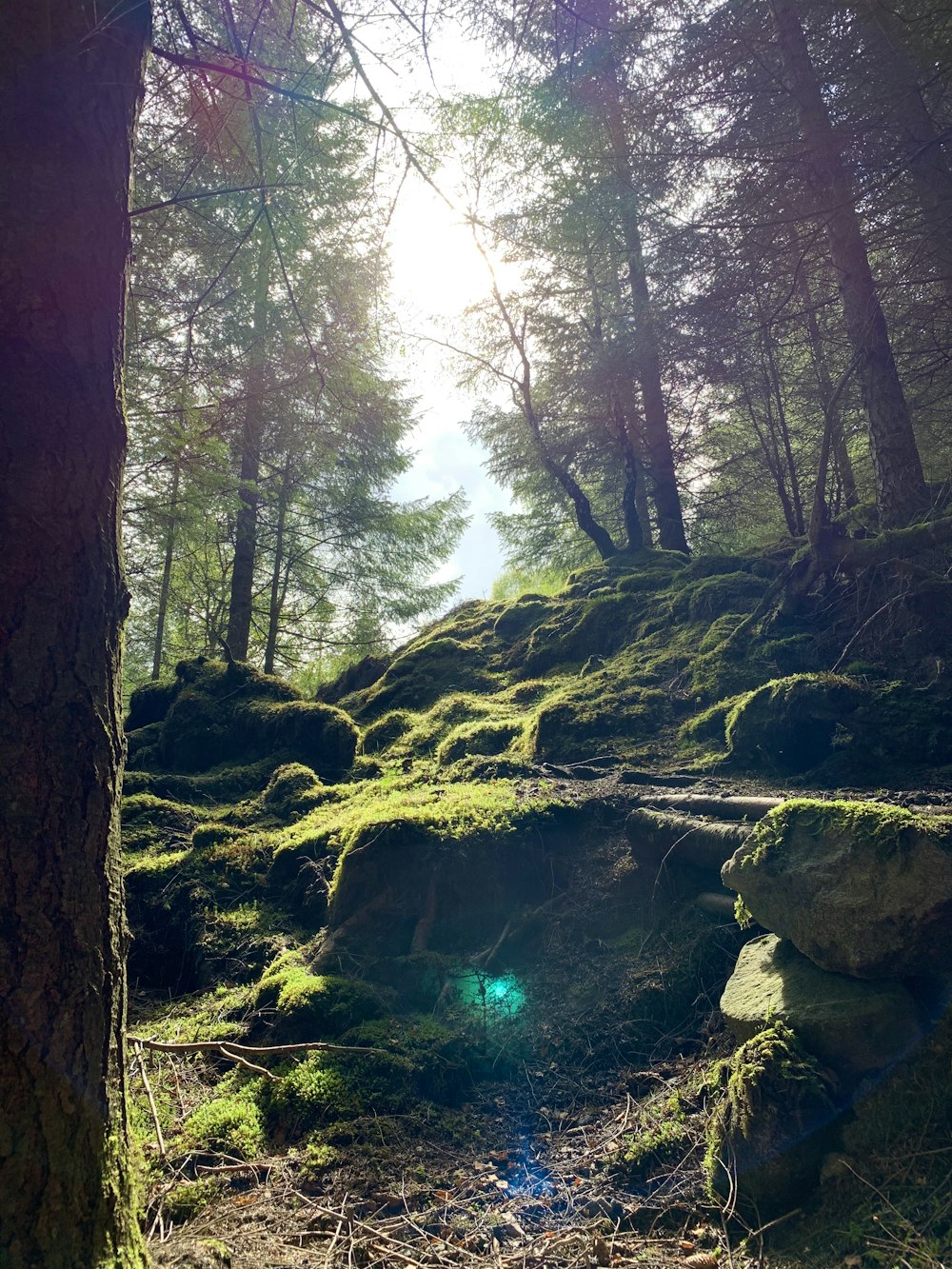 brown tree trunk with green moss