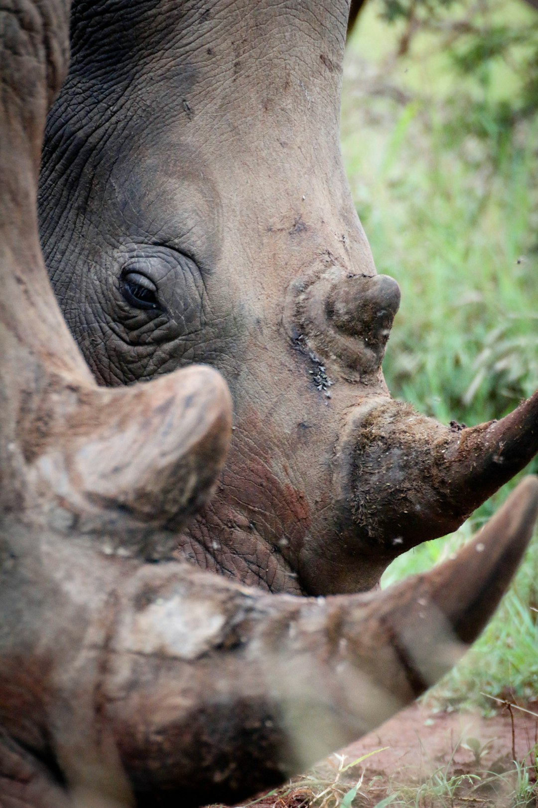 brown elephant on green grass during daytime