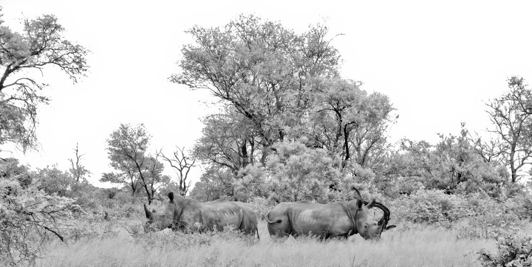grayscale photo of 4 legged animals on grass field