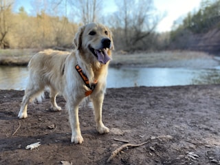 A happy golden retriever wearing an orange and black harness stands on a muddy riverbank. The dog is panting with its tongue hanging out, appearing joyful and energetic. In the background, there is a calm river with trees on the opposite bank, showing early signs of spring foliage.