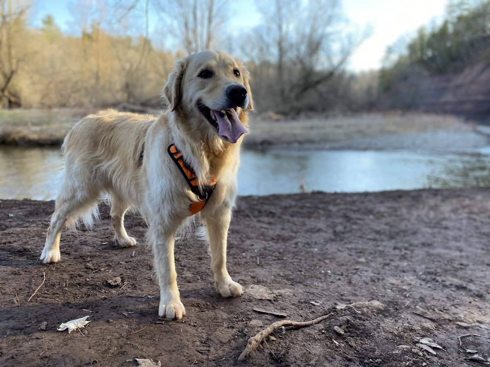 Golden Retriever en tierra marrón cerca del cuerpo de agua durante el día