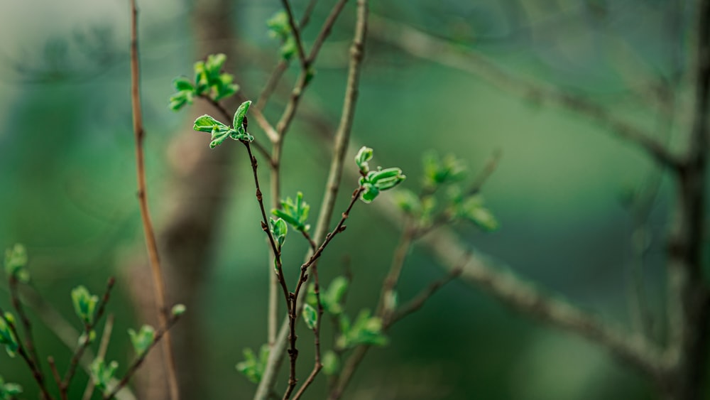 green frog on brown stem