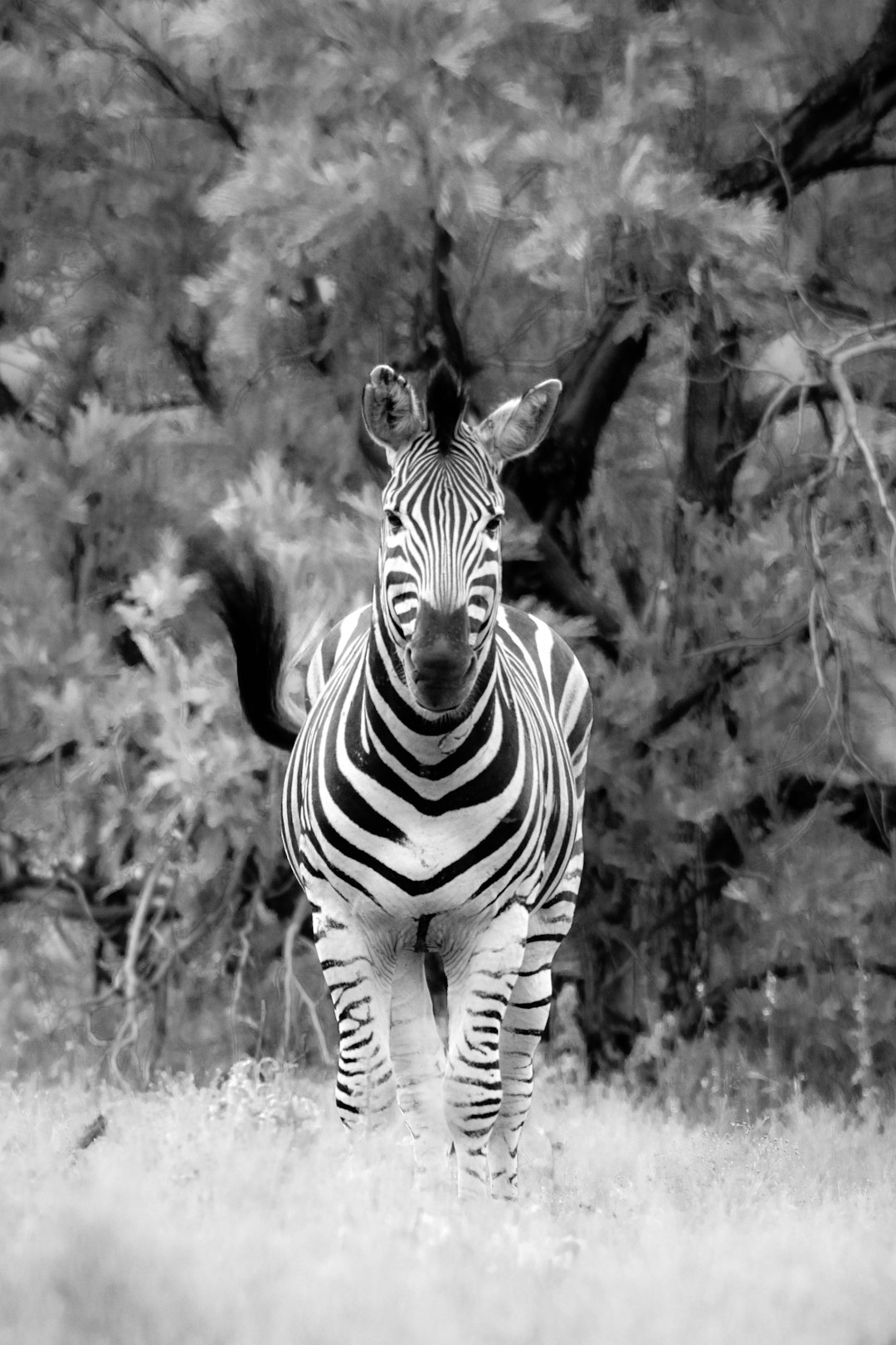 zebra standing on grass field in grayscale photography