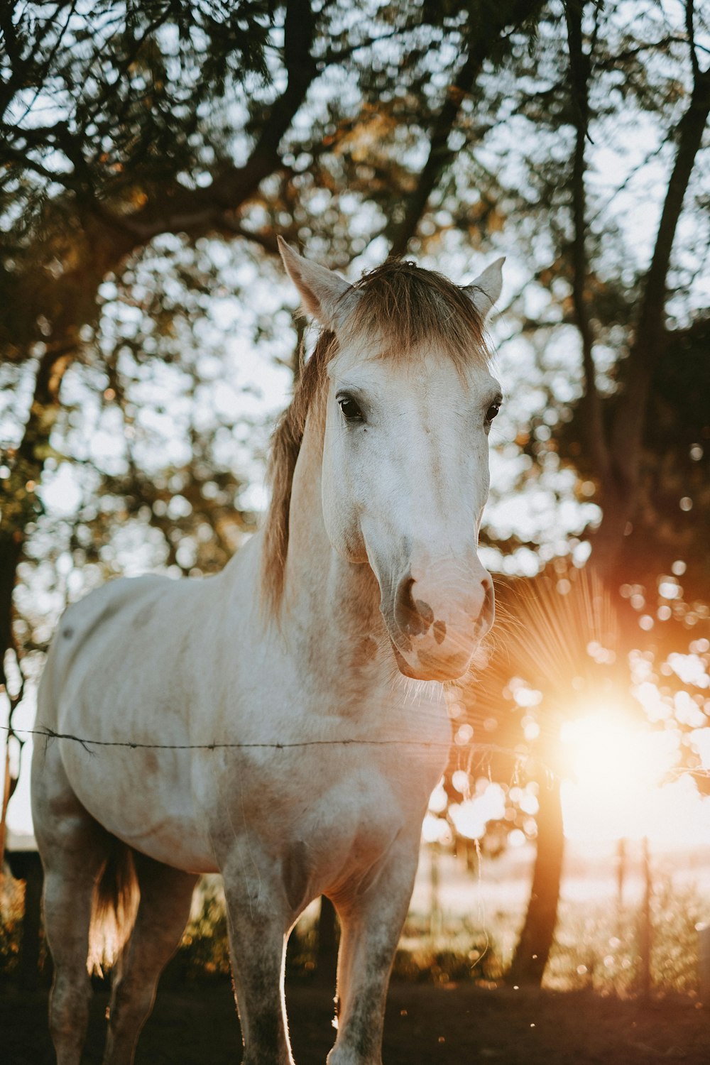 cheval blanc debout près des arbres pendant la journée