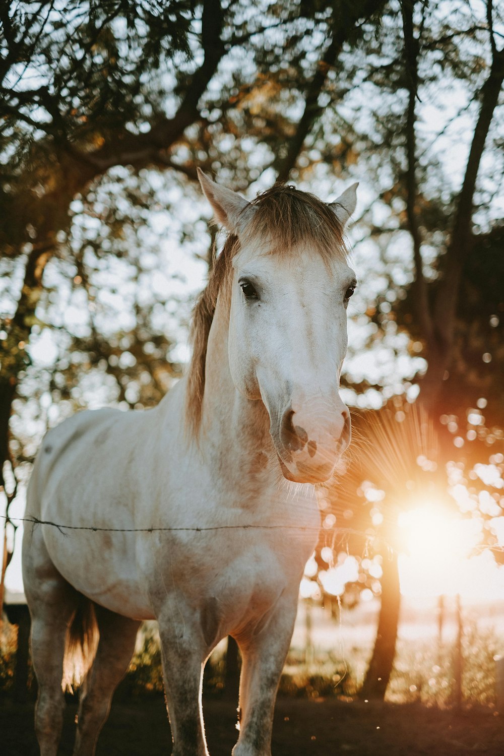 white horse standing near trees during daytime