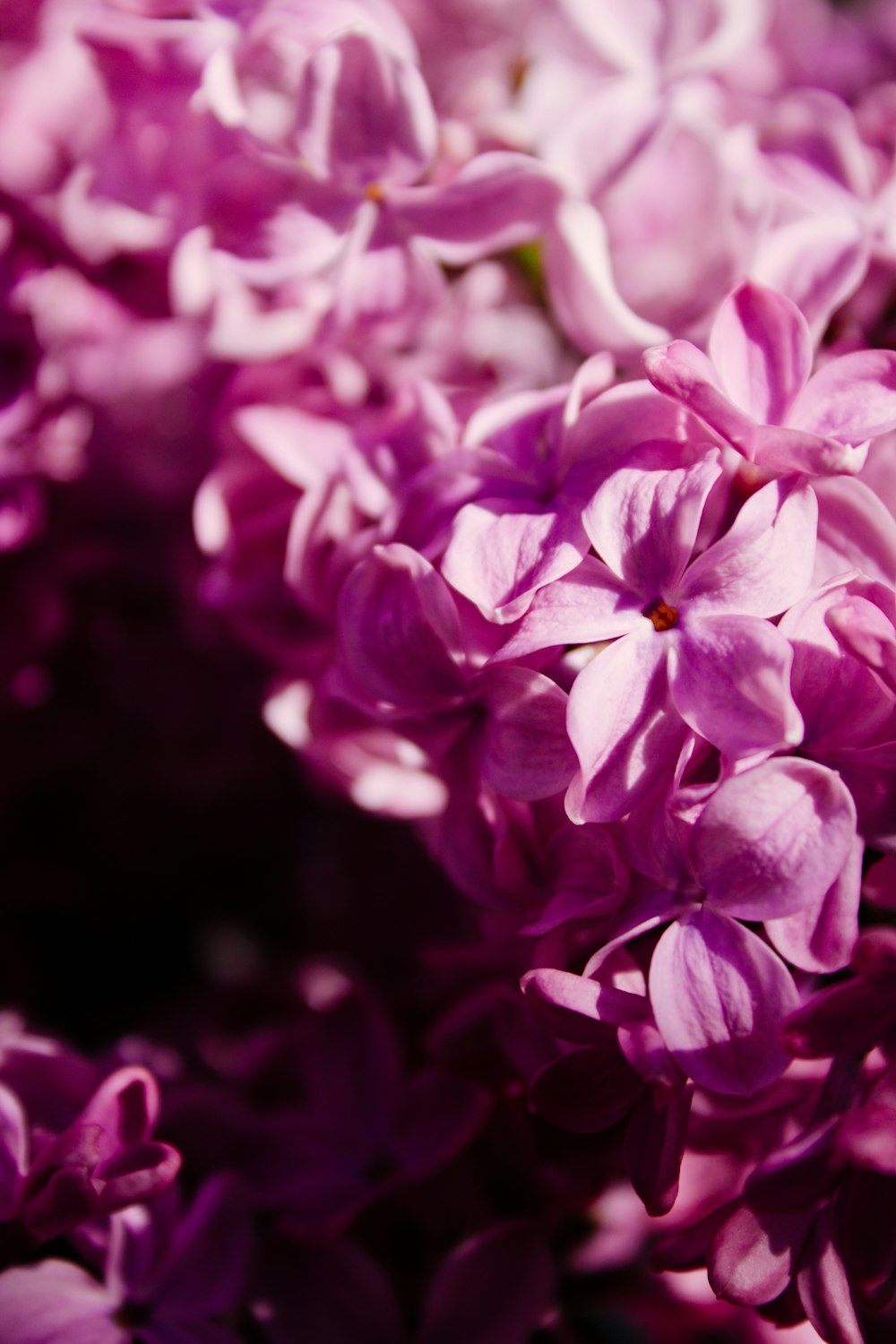 pink and white flowers in tilt shift lens