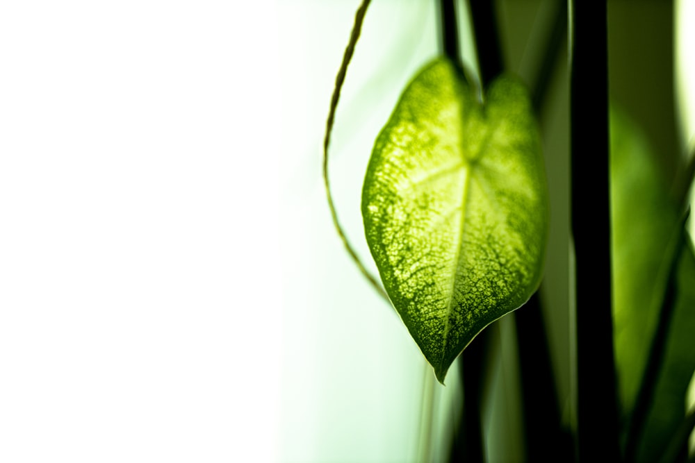 green leaf in close up photography