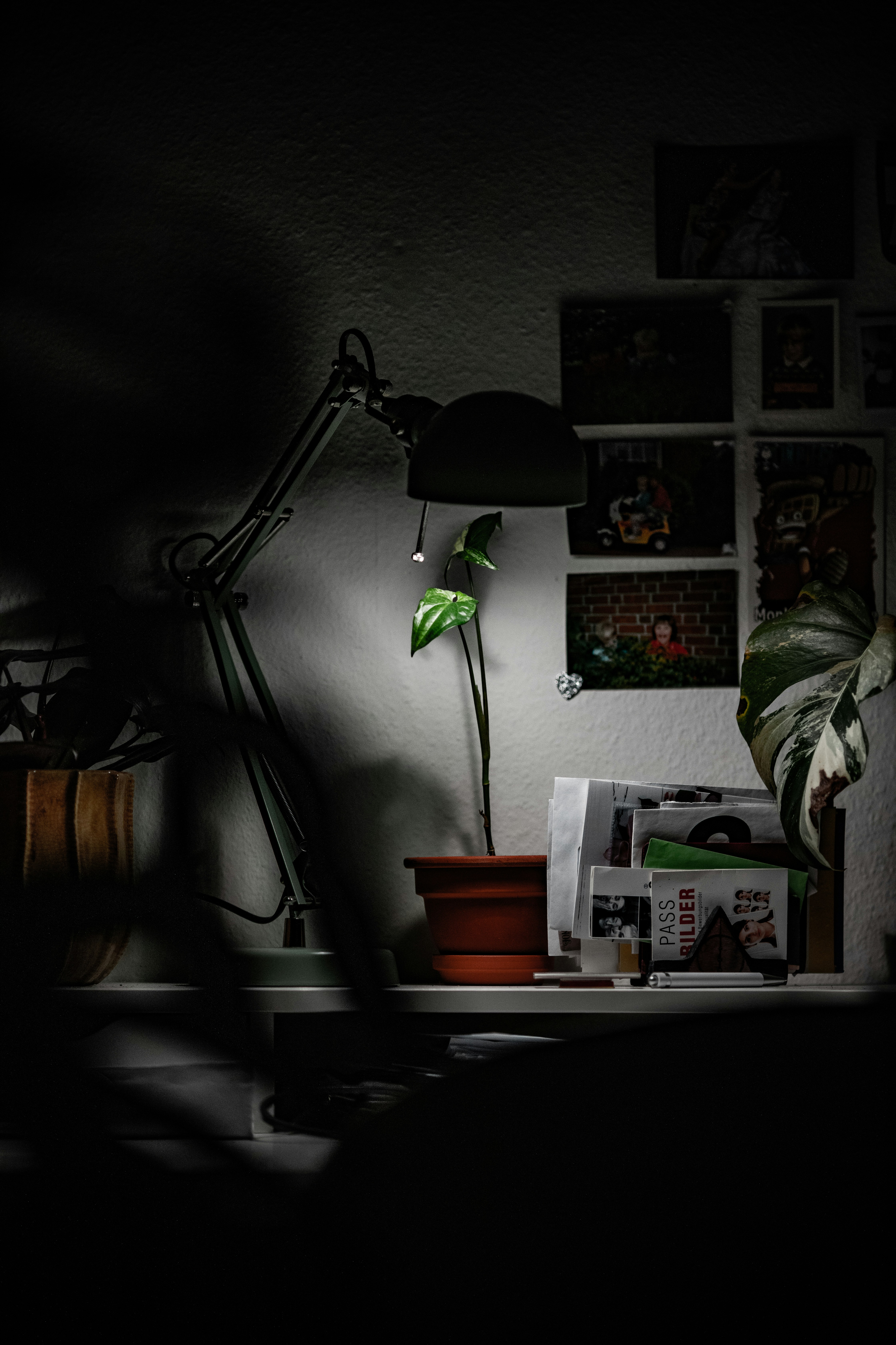 Photo by _king_louie_