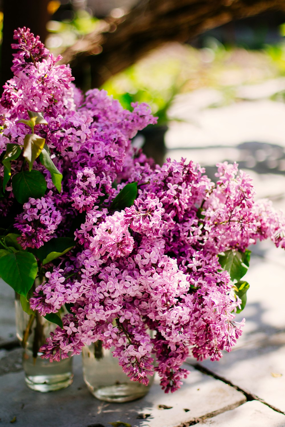 purple flowers in tilt shift lens