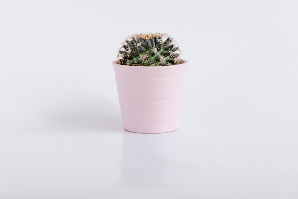 green cactus in pink pot