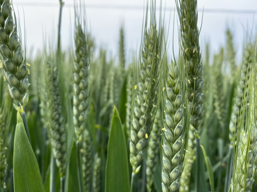 green wheat field during daytime