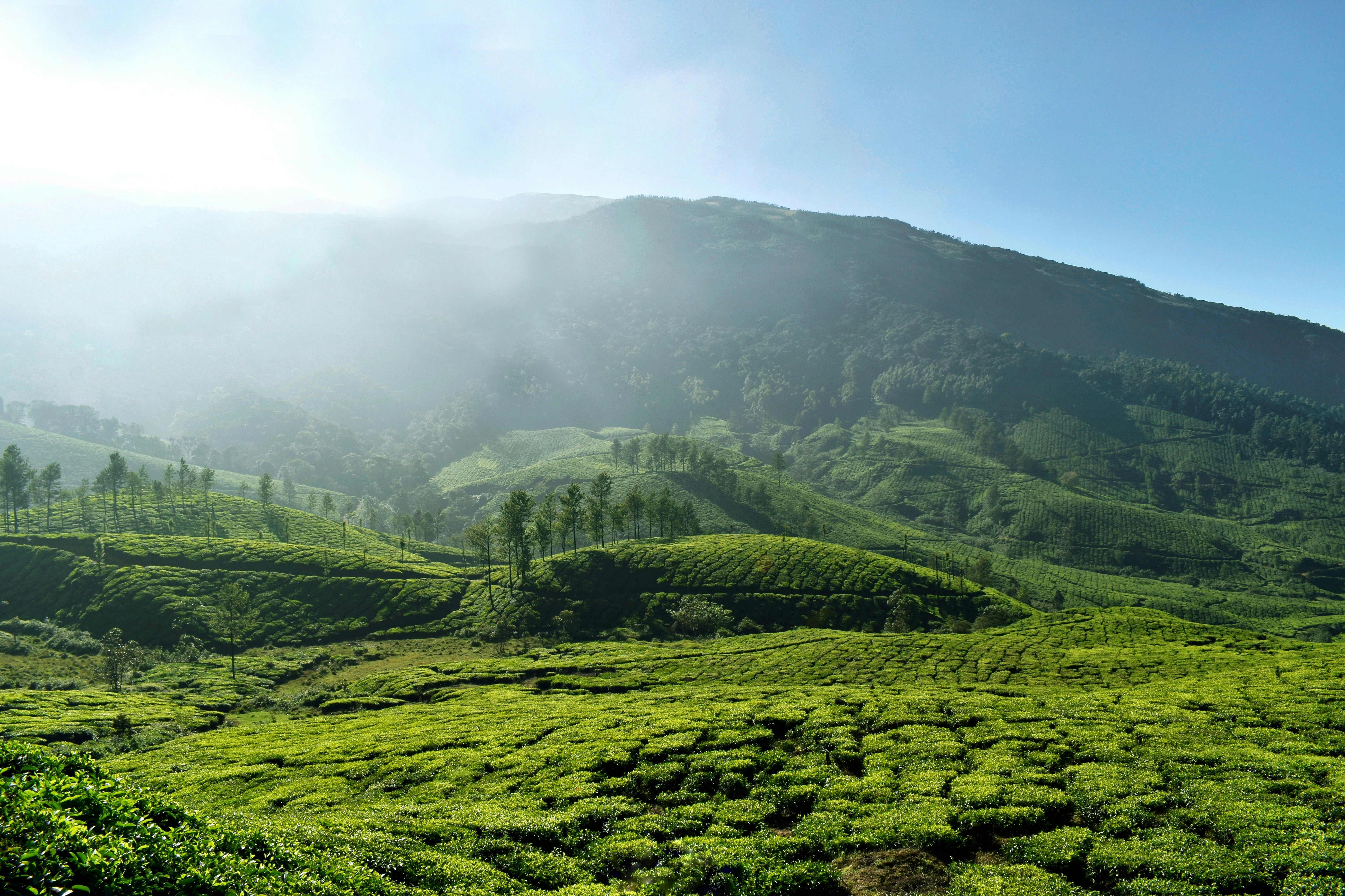 Tea Estates of Munnar