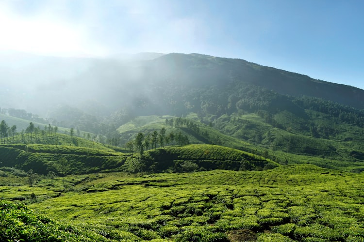 Tea Estates of Munnar