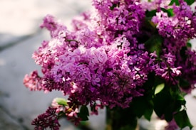 A bouquet of vibrant lilac flowers with delicate, small blossoms clustered together. The flowers exhibit various shades of purple and are accompanied by rich green leaves. Sunlight gently filters through, creating a play of light and shadows on the petals.