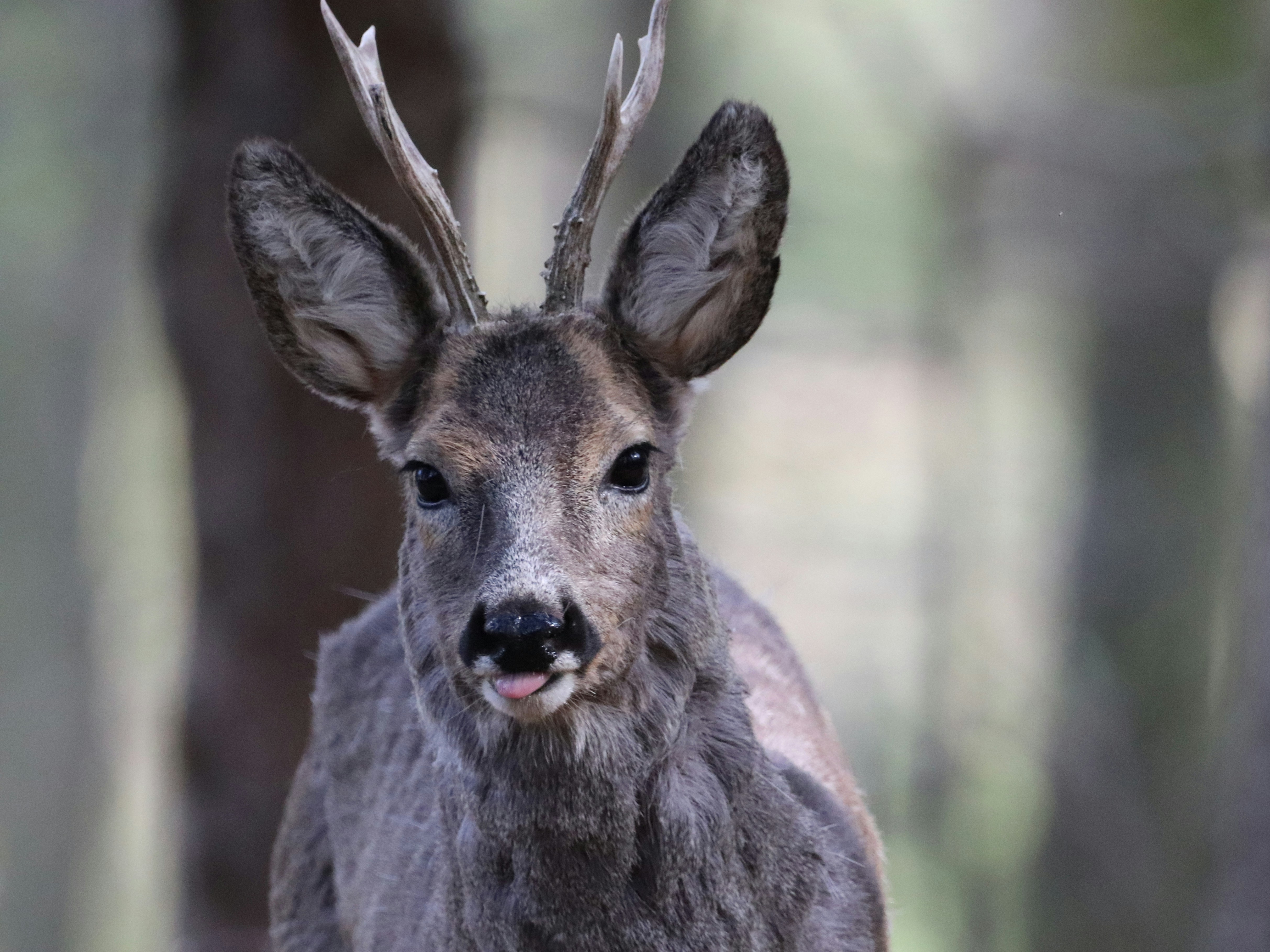 European roe deer (Capreolus capreolus) (Srnec obecný)