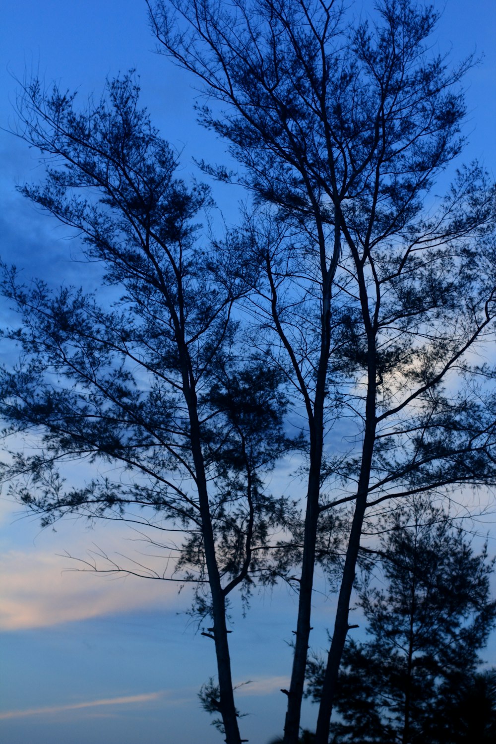 leafless tree under blue sky during daytime