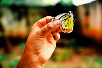 Close-up of hands gently holding a butterfly, symbolizing transformation and resilience.
