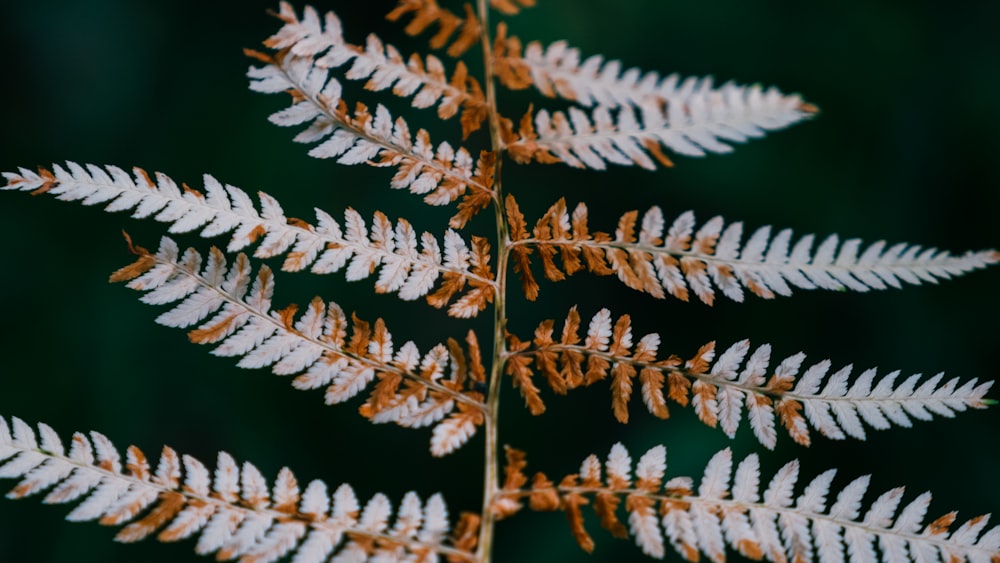 a close up of a white and orange plant