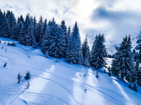 snow covered pine trees under cloudy sky during daytime in Portes Du Soleil France
