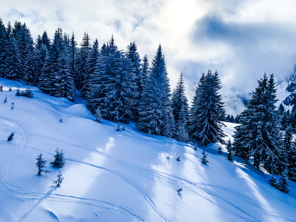 snow covered pine trees under cloudy sky during daytime