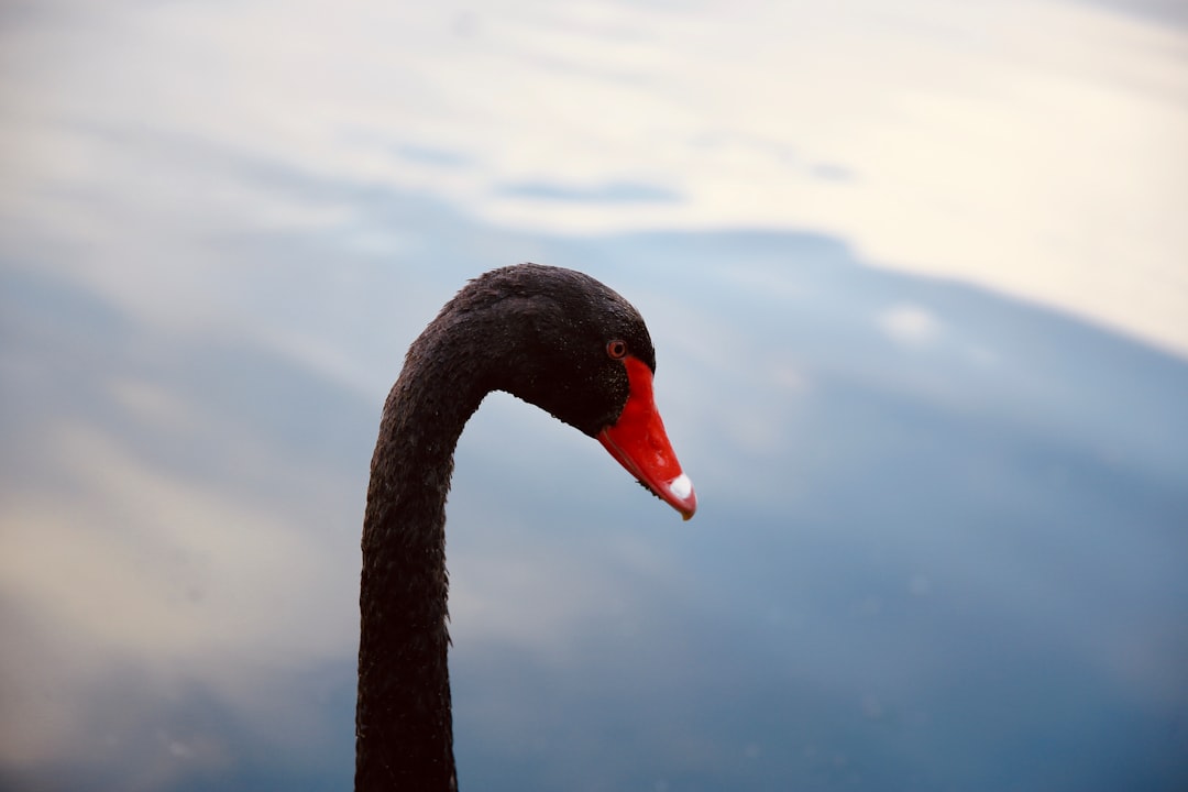 black swan in water during daytime