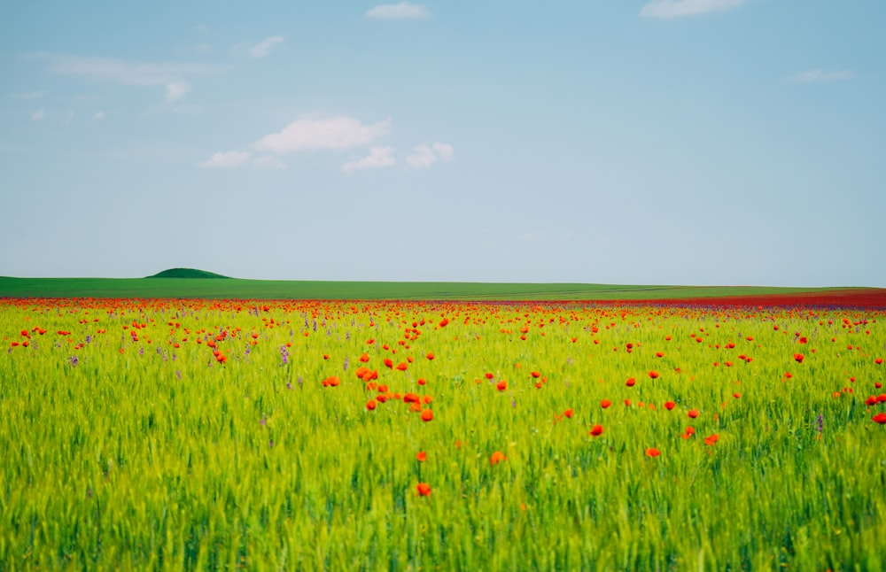 green grass field under blue sky during daytime