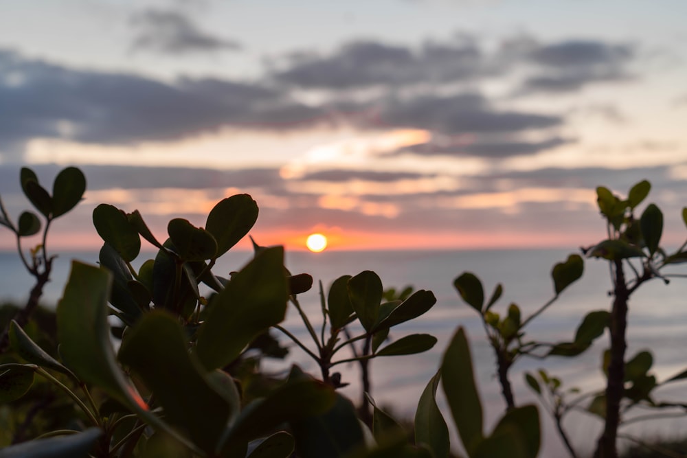 green plant near body of water during sunset