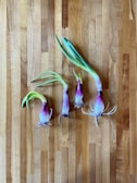 Four sprouting onions with green shoots are placed on a wooden surface. The onions have a mix of purple and white colors with roots visible at the bottom.