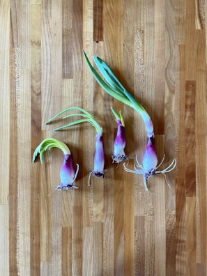 Four sprouting onions with green shoots are placed on a wooden surface. The onions have a mix of purple and white colors with roots visible at the bottom.