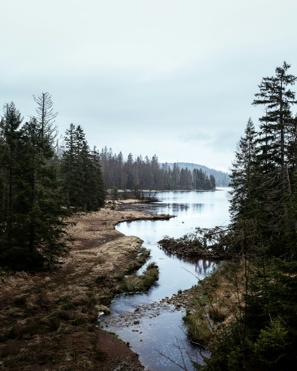 alberi verdi accanto al fiume sotto nuvole bianche durante il giorno