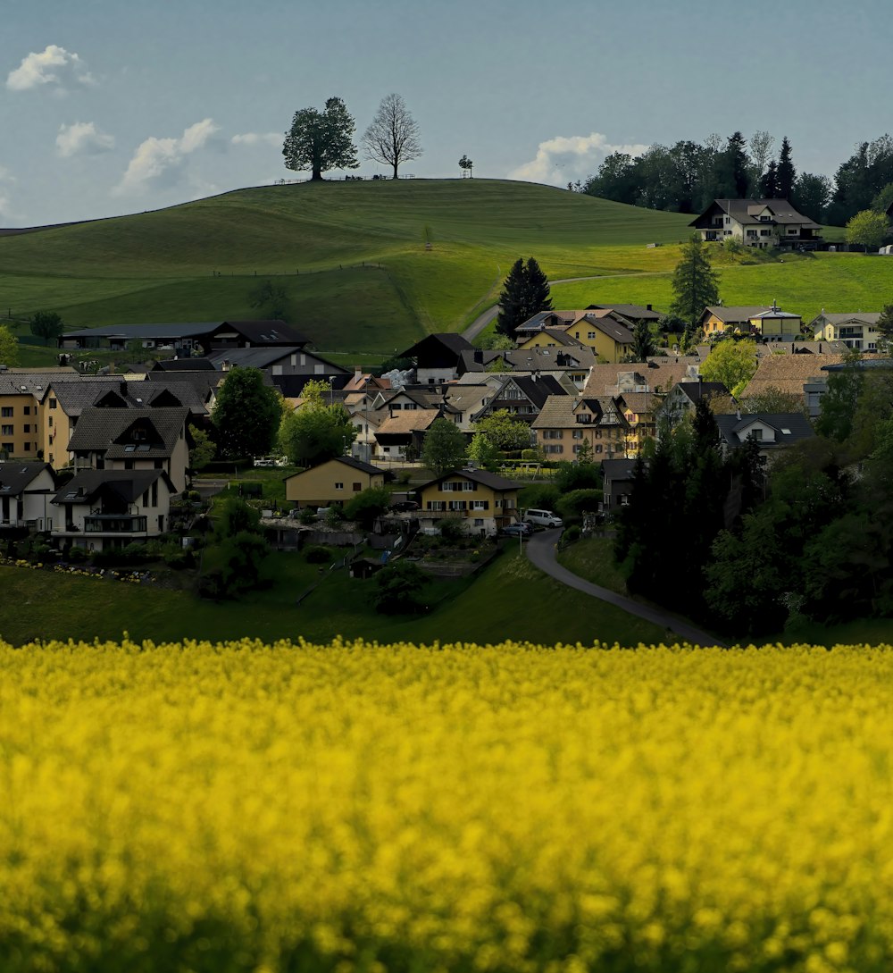 yellow flower field during daytime