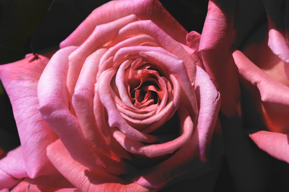 red rose in close up photography