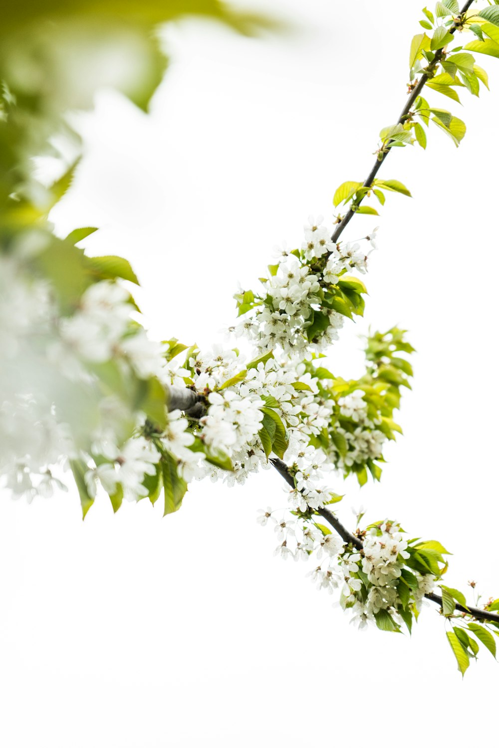 foglie verdi con fiori bianchi