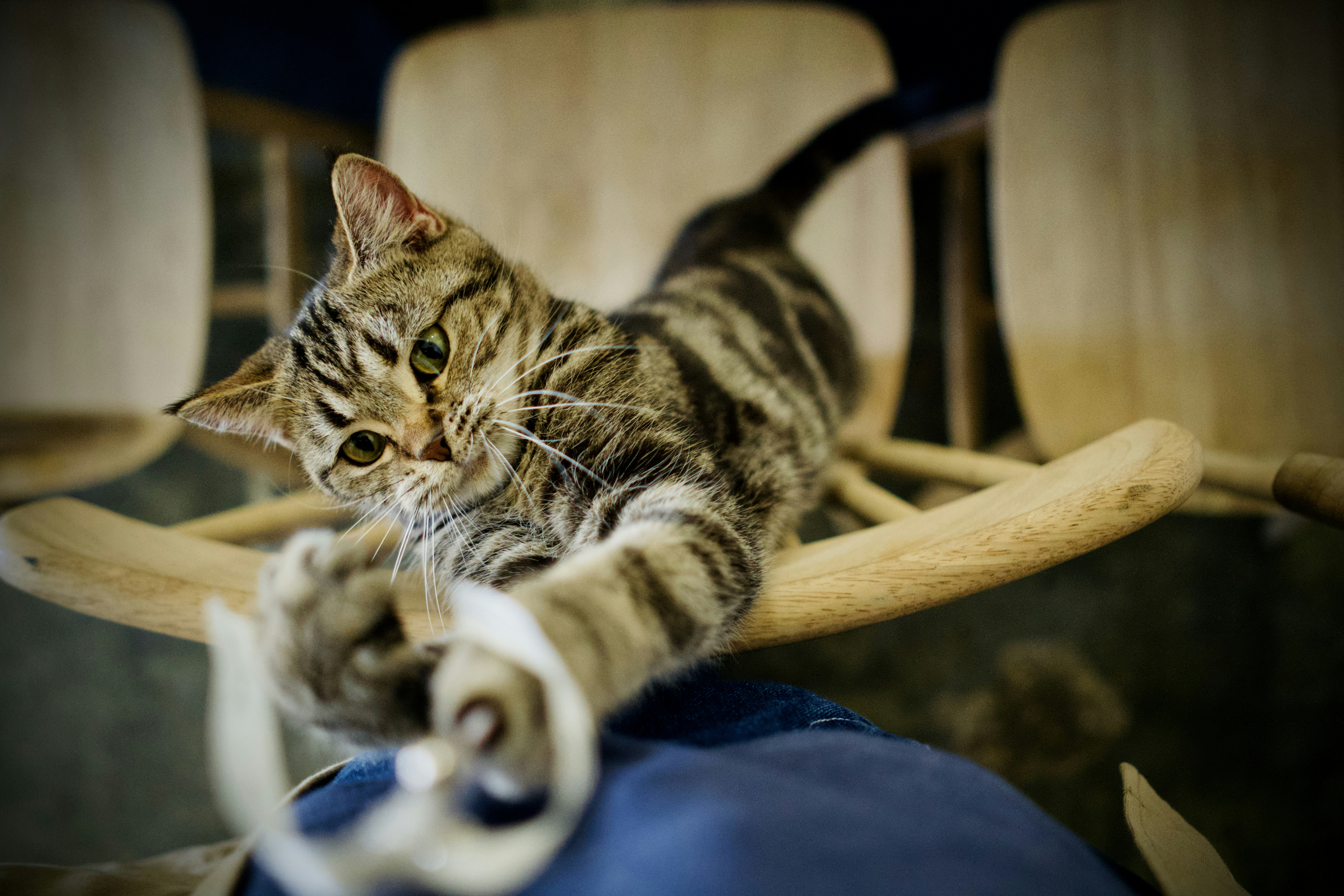 brown tabby cat lying on blue textile
