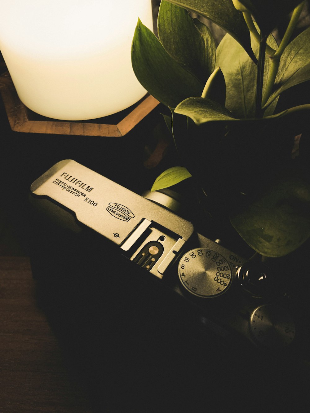 green plant on white ceramic vase