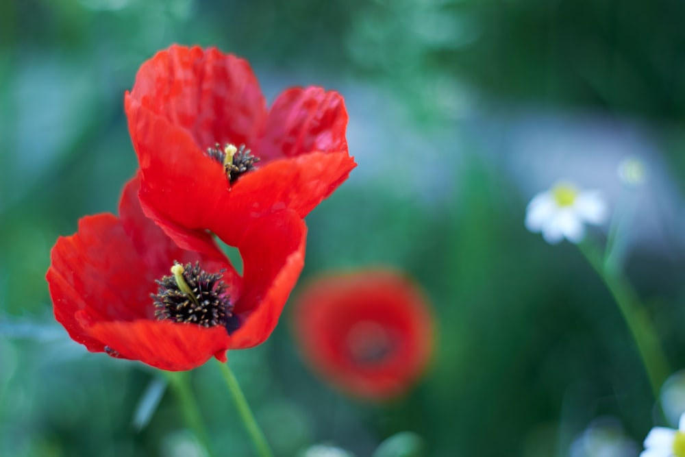 Flor roja en lente de cambio de inclinación