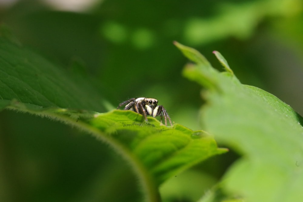 black and white bee on green leaf