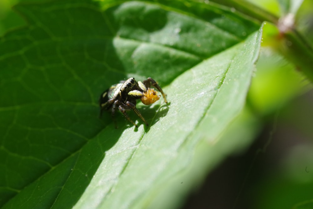 black and yellow bee on green leaf