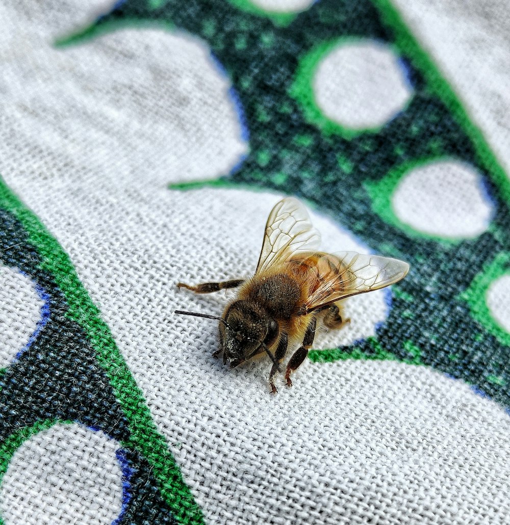black and brown bee on white and green textile