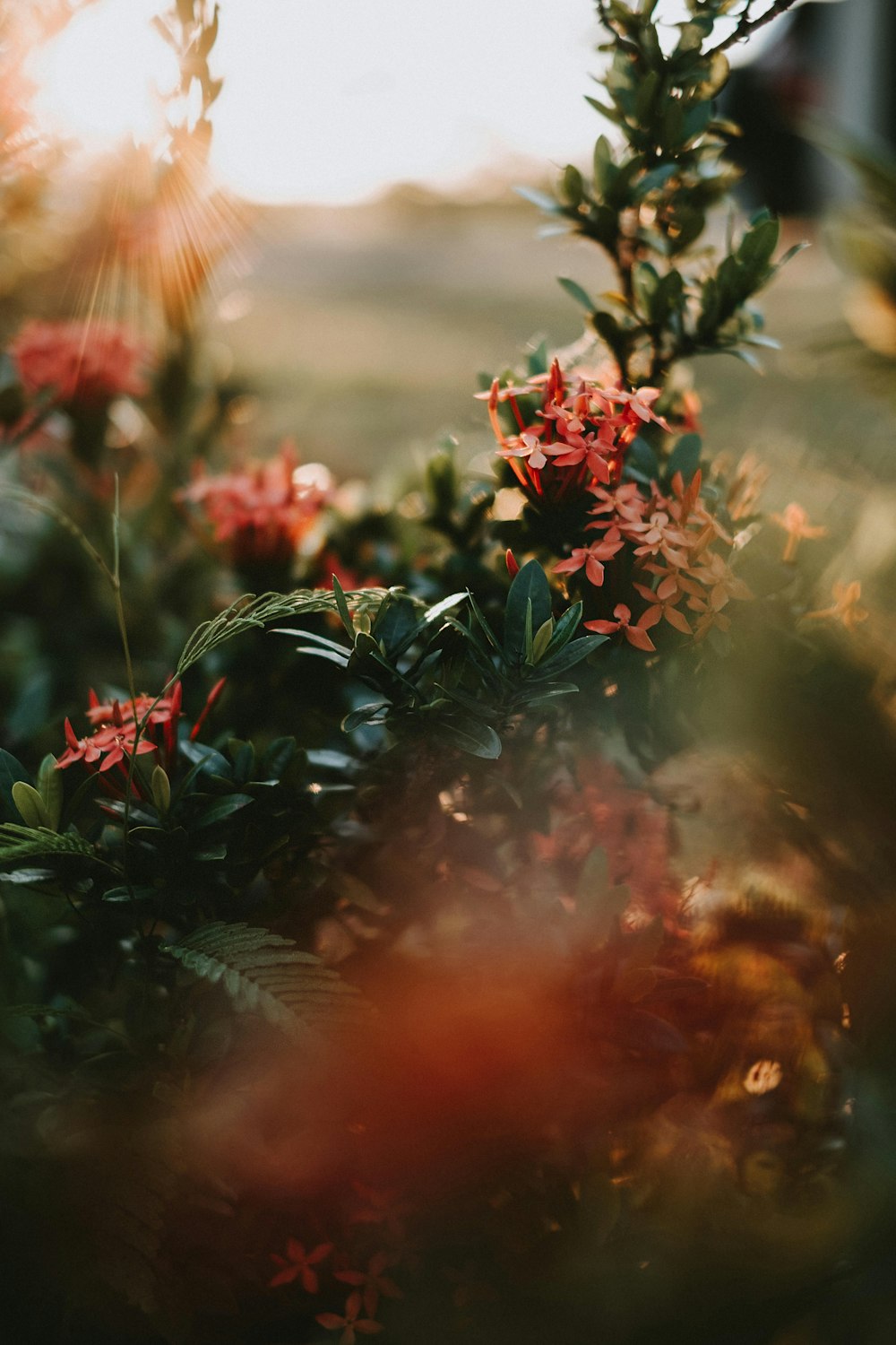 rote Blüten mit grünen Blättern