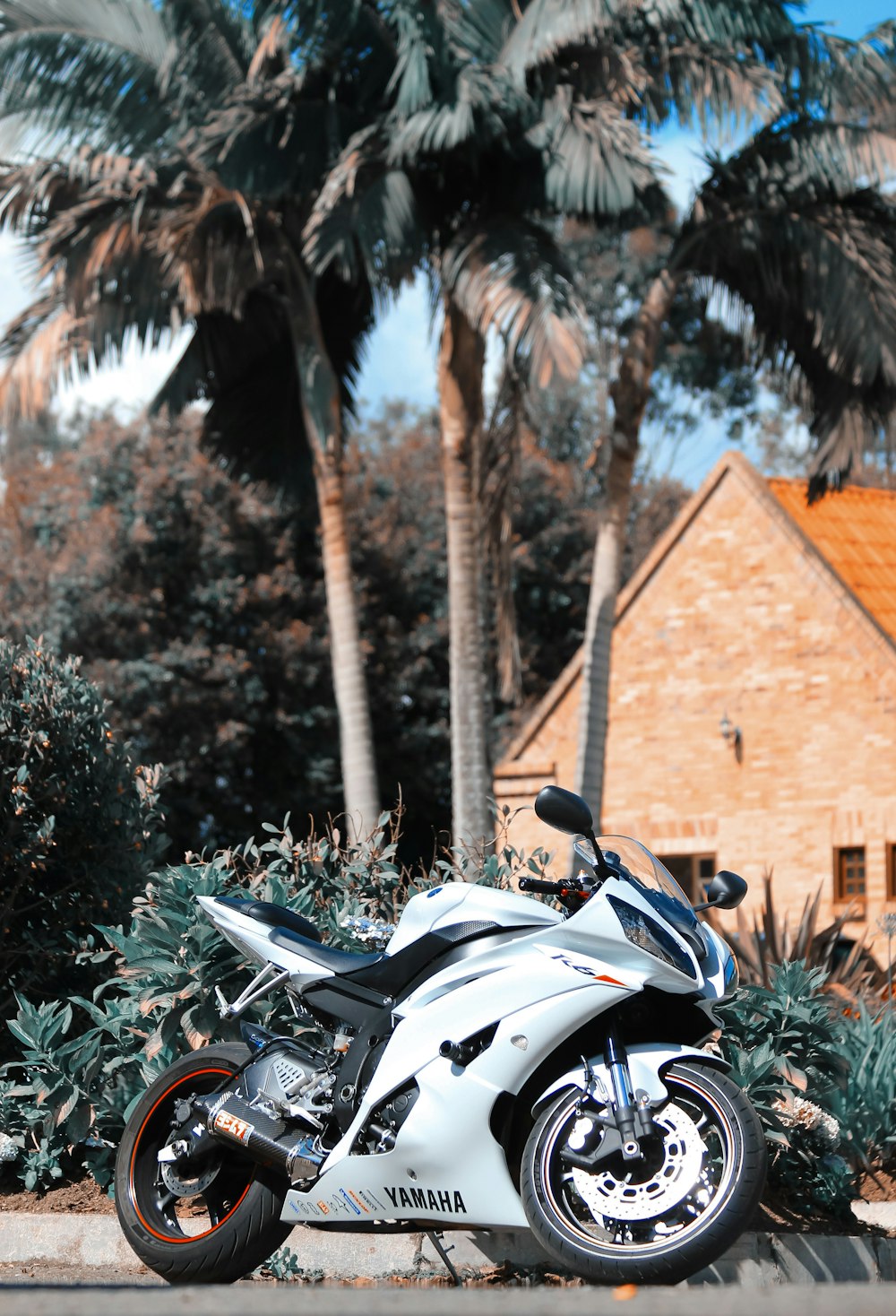 black and white sports bike parked beside green tree during daytime