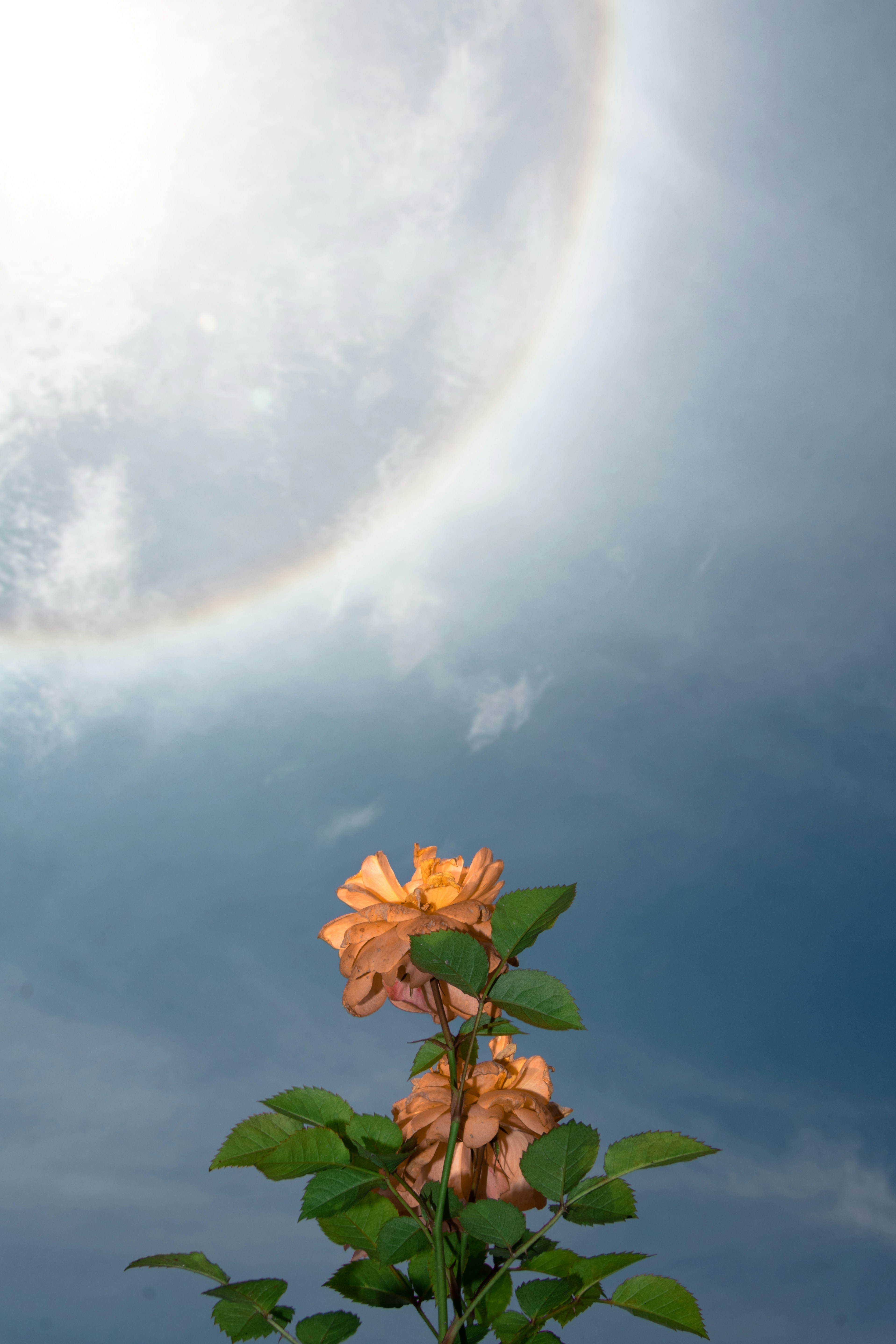 空に虹がかかったオレンジ色の花