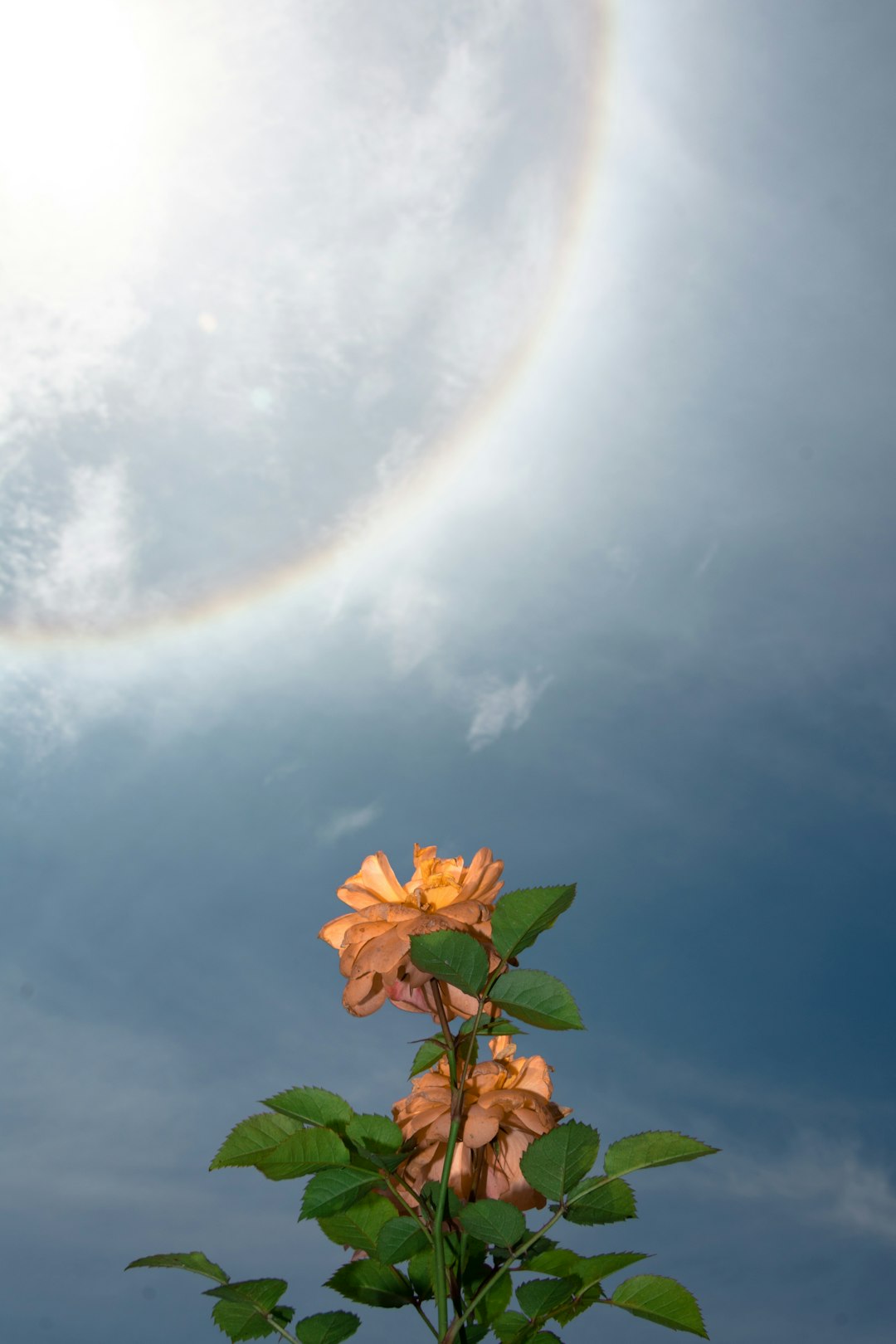 orange flower with rainbow in the sky