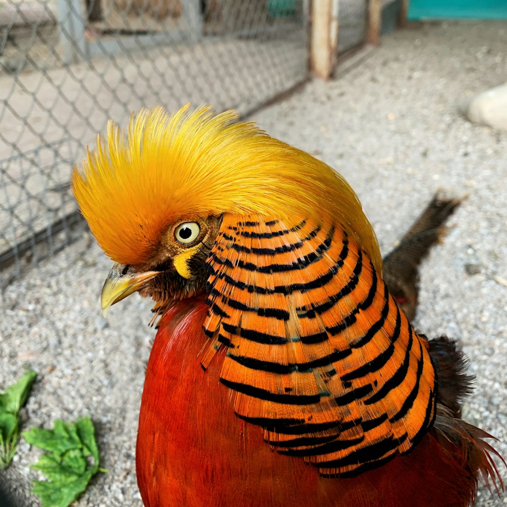 yellow and red bird on gray concrete floor