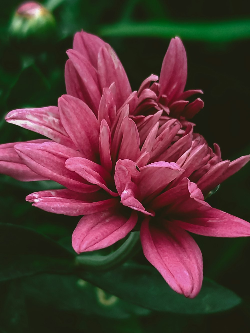 purple flower in macro shot